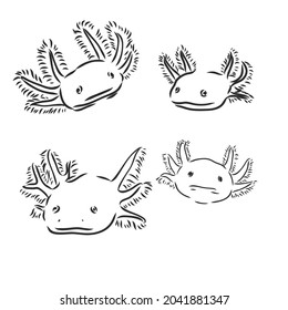 Vector antique engraving illustration of axolotl salamander isolated on white background