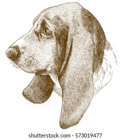 Vector antique engraving illustration of basset hound head isolated on white background