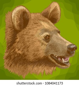 Vector antique engraving illustration of  bear head in retro style
