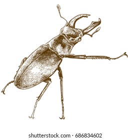 Vector antique engraving illustration of beetle deer isolated on white background