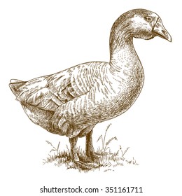 Vector antique engraving illustration of big goose isolated on white background