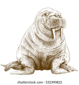 Vector antique engraving illustration of big walrus isolated on white background