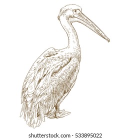 Vector antique engraving illustration of big pelican isolated on white background