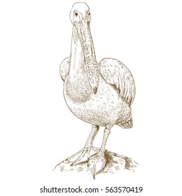 Vector antique engraving illustration of big pelican isolated on white background