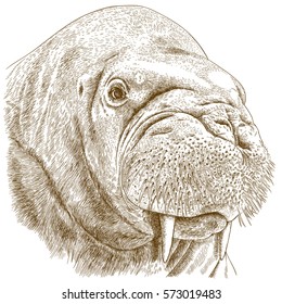 Vector antique engraving illustration of big walrus head isolated on white background