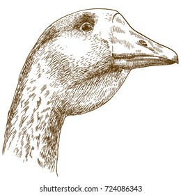 Vector antique engraving illustration of big goose head isolated on white background
