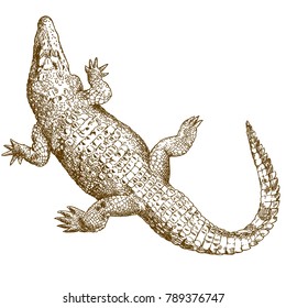 Vector antique engraving illustration of big crocodile isolated on white background