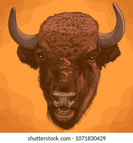 Vector antique engraving illustration of bison head in retro style