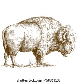 Vector antique engraving illustration of bison isolated on white background