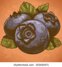 Vector antique engraving illustration of blueberry with leafs in retro style