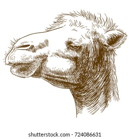 Vector antique engraving illustration of camel head isolated on white background