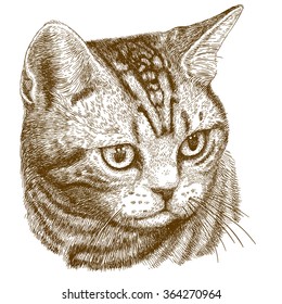 Vector antique engraving illustration of cat head isolated on white background