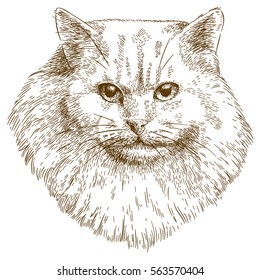 Vector antique engraving illustration of cat muzzle isolated on white background