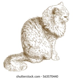 Vector antique engraving illustration of cat isolated on white background