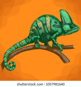 Vector antique engraving illustration of chameleon in retro style