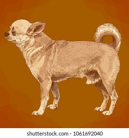 Vector antique engraving illustration of chihuahua dog in retro style