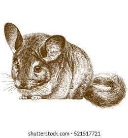 Vector antique engraving illustration of chinchilla isolated on white background