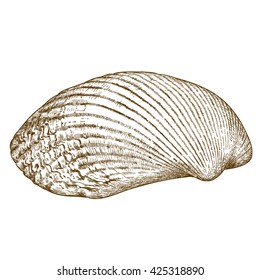 Vector antique engraving illustration of clam shell isolated on white background