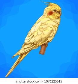 Vector antique engraving illustration of cockatiel in retro style