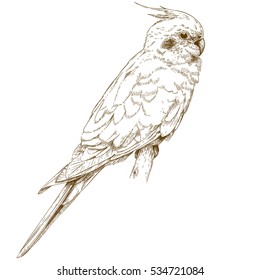 Vector antique engraving illustration of cockatiel isolated on white background