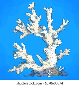 Vector antique engraving illustration of coral in retro style