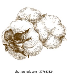 Vector antique engraving illustration of cotton isolated on white background