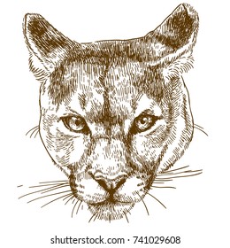 Vector antique engraving illustration of cougar head isolated on white background
