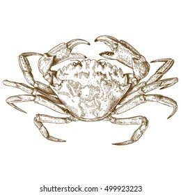 Vector antique engraving illustration of crab isolated on white background