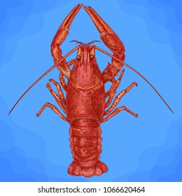 Vector antique engraving illustration of crayfish in retro style