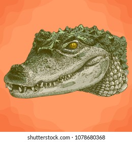 Vector antique engraving illustration of crocodile head in retro style