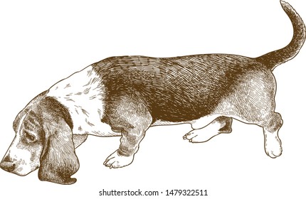 Vector antique engraving illustration of dog basset hound isolated on white background