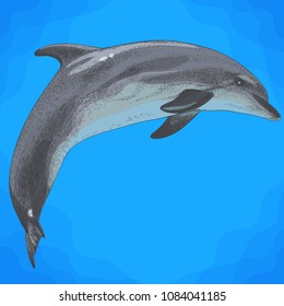 Vector antique engraving illustration of dolphin in retro style