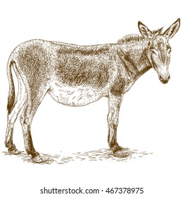 Vector antique engraving illustration of donkey isolated on white background