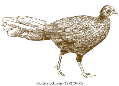 Vector antique engraving illustration of female silver pheasant isolated on white background