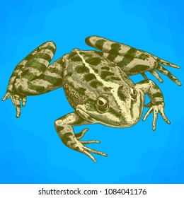 Vector antique engraving illustration of frog in retro style