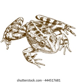 Vector antique engraving illustration of frog isolated on white background