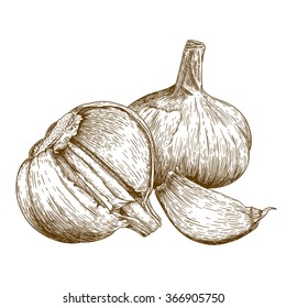 Vector antique engraving illustration of garlic isolated on white background