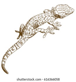 Vector antique engraving illustration of gecko isolated on white background