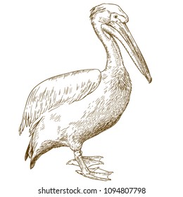 Vector antique engraving illustration of great white pelican isolated on white background