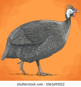 Vector antique engraving illustration of guineafowl in retro style