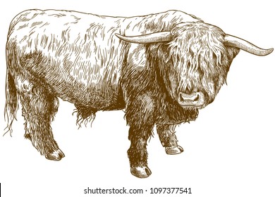 Vector antique engraving illustration of highland cattle isolated on white background