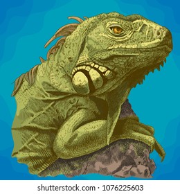 Vector antique engraving illustration of iguana head in retro style