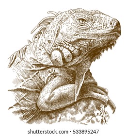 Vector antique engraving illustration of iguana head isolated on white background