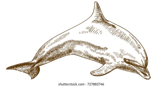 Vector antique engraving illustration of jumping dolphin isolated on white background