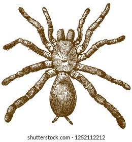 Vector antique engraving illustration of king baboon spider (Pelinobius muticus) isolated on white background
