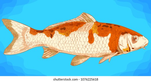 Vector antique engraving illustration of koi fish in retro style