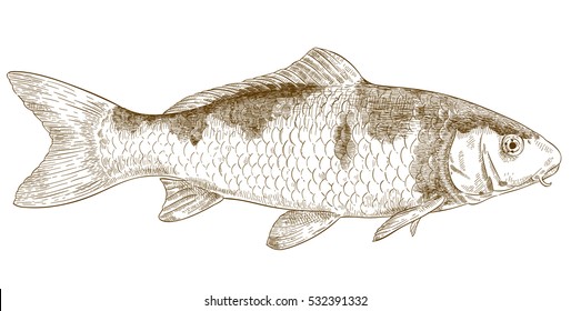 Vector antique engraving illustration of koi fish isolated on white background