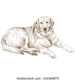 Dibujo vectorial antiguo grabador labrador o tirador dorado aislado en fondo blanco