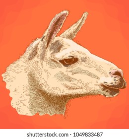 Vector antique engraving illustration of lama head in retro style