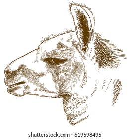 Vector antique engraving illustration of lama head isolated on white background
